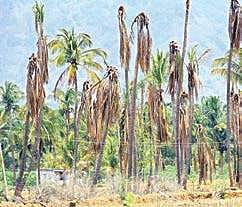 More than half of the coconut plantation has wilted and dried this season, especially in Thevaram, Meenakshipuram and Pannaipuram areas | Express