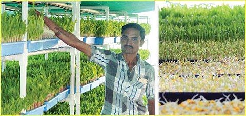 Farmer Suresh at his farm in Challakere, Chitradurga district;