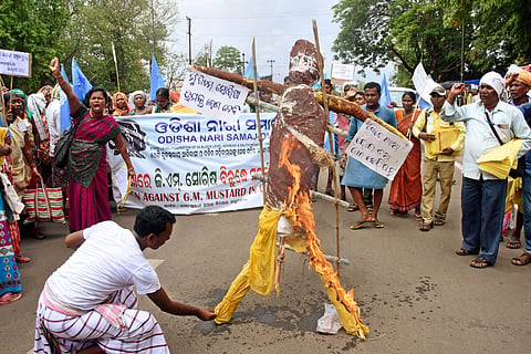 Farmers and activists staging a protest over GM mustard seeds in Bhubaneswar on Saturday | Express