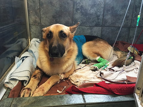 (Image used for representational purpose only | AP) Haus, a German Shepherd, recovers from a snake bite at Blue Pearl in Tampa, Fla., Friday, May 13, 2016.