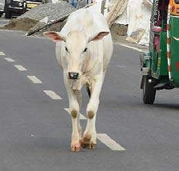 Stray cattle roaming freely on the city roads causing traffic snarls and road accidents in Vijayawada | R V K RAO