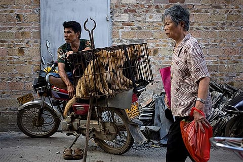 Dogs kept for sale at the Yulin dog festival, China, 2016. (File | Andy Wong, Associated Press)