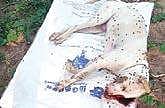 The carcass of a stray dog that died after consuming poison at Pasumathur in Vellore district | Express