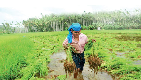A farmer at work | File | TP Sooraj