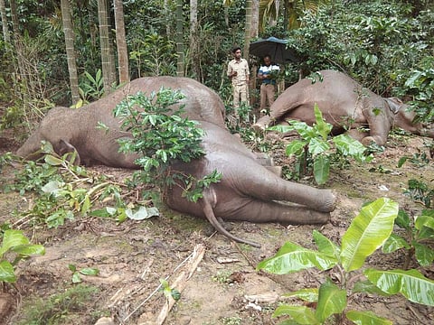 The carcass of the four elephants who died by electrocution in Yadoor, in Virajpet taluk in Kodagu district on Monday.  (Express Photos by Vinod Kumar) 