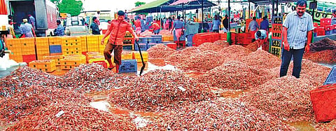 The aim is to help expand native shrimp farming to address imbalance in the market. (Photo | Express Photo Service)