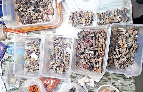 Monitor lizard organ racket trail: Odisha Crime Branch traces source
