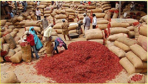 Chilli being stuffed into gunny bags at Khamam market yard on Tuesday | Express photo