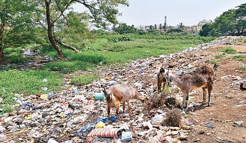 Goats feed on garbage. | Jithendra M