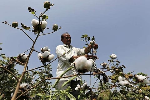 A farmer harvests cotton in his field at Rangpurda village in Gujarat, India, October 20, 2015. | Reuters