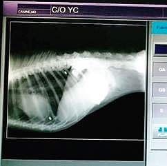 2 steel pellets were found in the ribcage of the dog which died of starvation