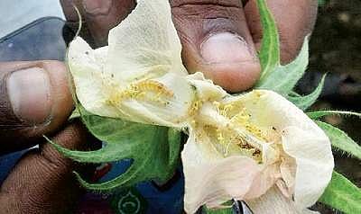 A Pink Boll Worm insect on a cotton flower in Adilabad | express