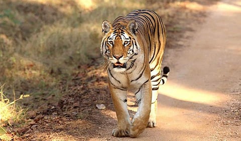 Telangana covers nearly 26,000 square kilometres of forest area and forms a crucial link in the central Indian tiger corridor.
