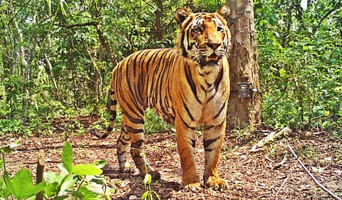 In India, reported tiger deaths related to poaching reached an all time high in 2016. These reported figures might represent only a fraction of actual mortality. Electrocution and poisoning of the big cats have also been recorded across tiger habitats. Th