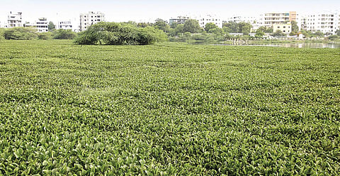 A view of Nagole lake covered with water hyacinth plant, in Hyderabad | sathya keerthi