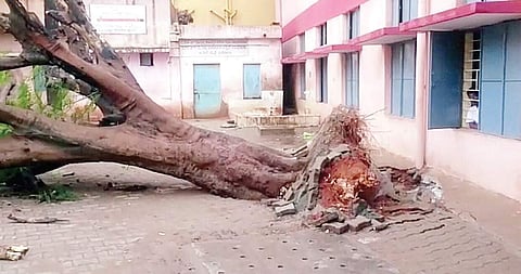 The tree which got uprooted after Monday’s rain, injuring four students of Sri Thimmaiahreddy Govt High School  | Express