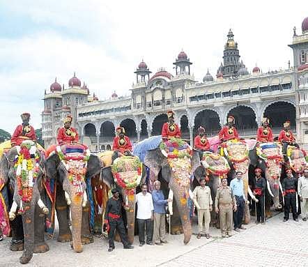 Dasara elephants that arrived at the Mysore Palace on Thursday | S Udayshankar