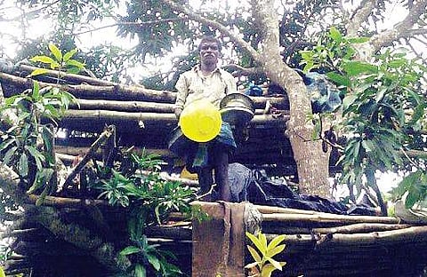 Gajja, a Jenu Kuruba tribal, has been living on a mango tree at Malaganakere tribal haadi in Periyapatna taluk for the past two years