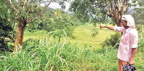 A farmer hailing from Vellilamkandam near Kattappana at the agricultural land  close to the Idukki reservoir water level area | vincent pulickal