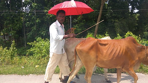 A cow transporter takes cows on foot along National Highway 27 near Gossaigaon in Kokrajhar district of Assam on Friday. | Aishik Chanda