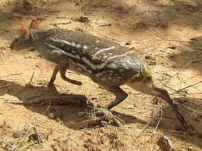 Officials releasing Mouse Deer at Amrabad Tiger Reserve in Achampet on Tuesday | express