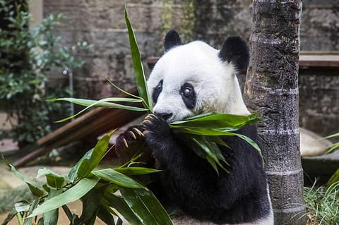 Basi (Photo | AP)