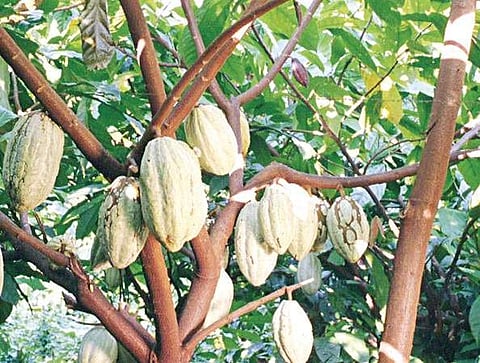 Now, farmers to savour the sweetness of cocoa