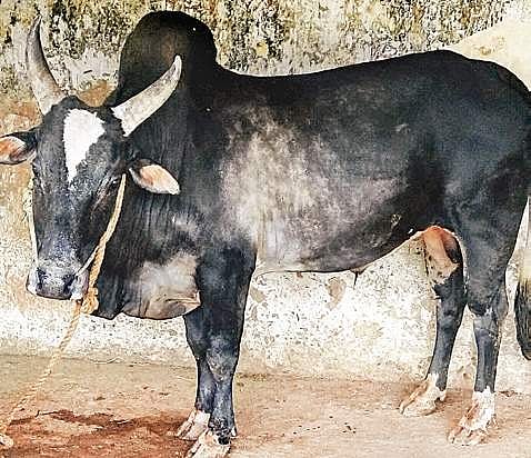 Tamil Nadu: Tall order for Umbalacherry after new rules