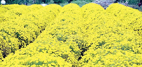 Chrysanthemums at a field in Dinka Shettihalli; (Left) Dr Vasanth Kumar Thimakapura