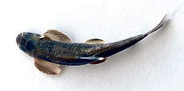 CIFA scientists find new freshwater ornamental fish