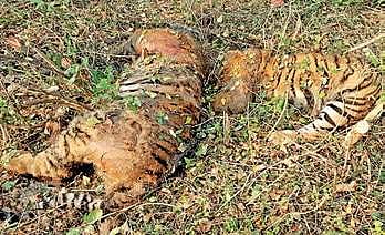 The decomposed remains of the two tigers which were found in Bandipur