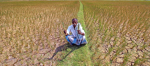 A farmer in Andar Kottaram village in Madurai district holding dried crops because of shortage in water. Farmers sowed Ambai-16 variety of paddy. (EPS | K K Sundar)