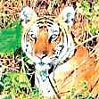 Tiger estimation to start soon; state hopes for higher numbers