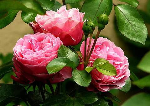 Image used for representational purpose
