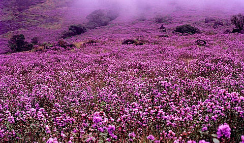 Mischief makers posted file pictures of fully-bloomed Kurinji flowers on social media, saying they were current photos. (Photo | Balan Madhavan/Keralatourism.org)