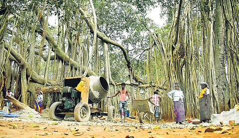 Pics: Pandarinath B/Construction of walking paths  underway at the Big Banyan Tree,  28 km away from Bengaluru