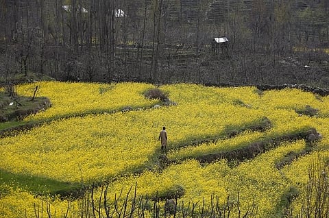 Mustard field (Photo | File/Reuters)
