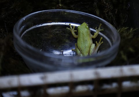 A Pickersgill's reed frog during a captive breeding period at the Johannesburg Zoo. Conservationists are monitoring the endangered frogs that were released later along South Africa's coastline in the KwaZulu-Natal province where the species' wetland habit