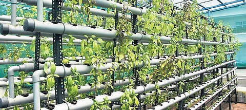 Terrace garden and water conservation device made by Rahul Dhoka