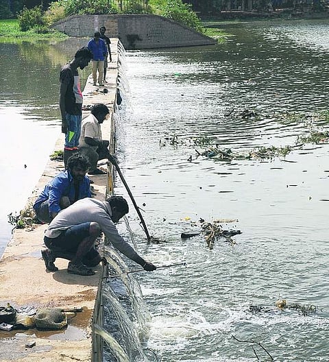 Contract labourers clean Ulsoor Lake. Image used for representational purpose only.  (Photo| Nagesh Polali)