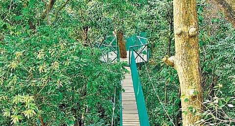 Canopy walkway at Kuveshi in Castle Rock wildlife range of Uttara Kannada. | Express Photo Services