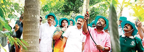 Agriculture Minister V S Sunil Kumar applies organic manure to a nutmeg tree while inaugurating the Karshika Punarjani scheme on Tuesday | Express