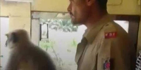 Langur at the wheel of the KSRTC bus with the driver. (Photo: Snapshot from Twitter)