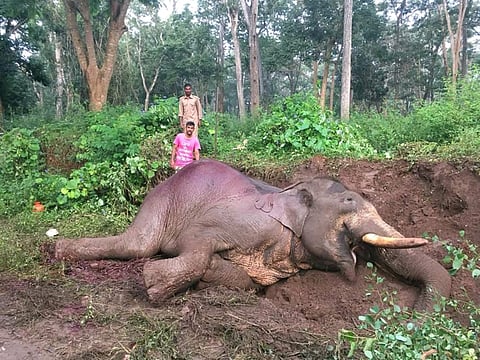 Elephant Ranga, who was being trained to be a Howdah elephant during Mysuru Dasara celebrations, died in a road accident after being hit by a speeding bus near Mathigodu Elephant Camp in Thithimathi during the wee hours of Monday. The pachyderm suffered a spinal injury and breathed its last after struggling for about four hours, leaving people in tears. (Photo | EPS)