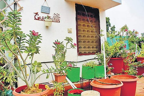 Anju Agarwal has three terrace gardens in her house with over 50 plants   Debadatta Mallick