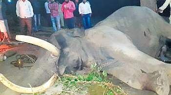 Rajesh, a 57-year-old camp elephant, was killed by two wild tuskers