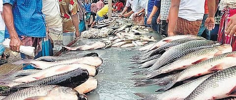 Goan government circulated an order banning fish from Karnataka and other states for the next six months (File | EPS)