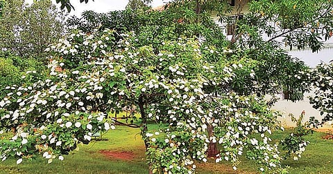 Mussaenda frondosa
