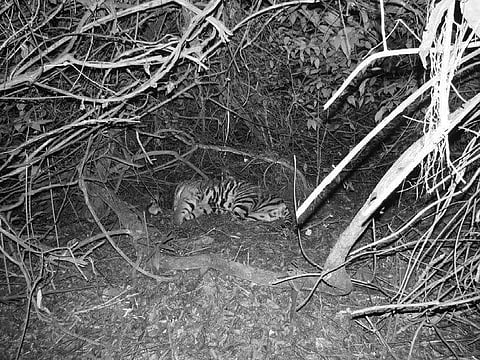 Tiger Mahavir died for septicemia, says post-mortem report