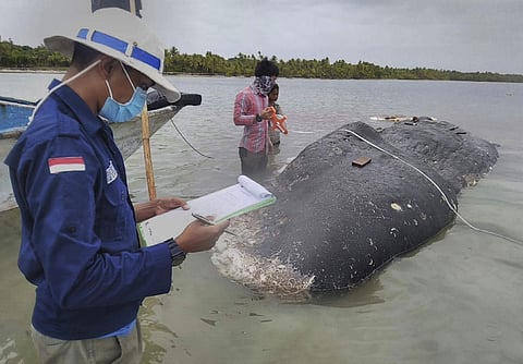 115 plastic cups and 25 plastic bags and two flip flops were found in the dead sperm whale's stomach. (Photo|AP)